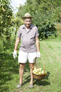 grandfather farmer who gathers pears with basket full of pears