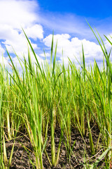 Obraz premium Rice field