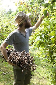 young boy farmer working on vineyard with bundle of branches
