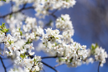 beautiful flowers on the branches of a tree