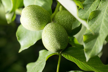 walnut tree in nature