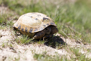 turtle in nature