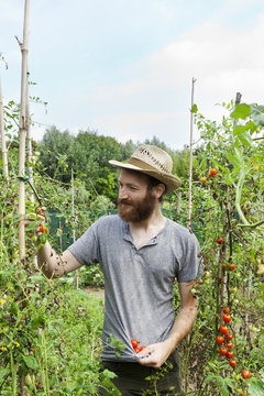 young bearded boy farmer who gathers tomatoes from plants