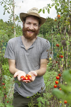 young bearded  boy farmer who gathers tomatoes from plants