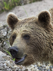 Syrian brown bear, Syrischer Braunbär (Ursus arctos syriacus)
