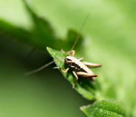 little grasshopper in nature. macro