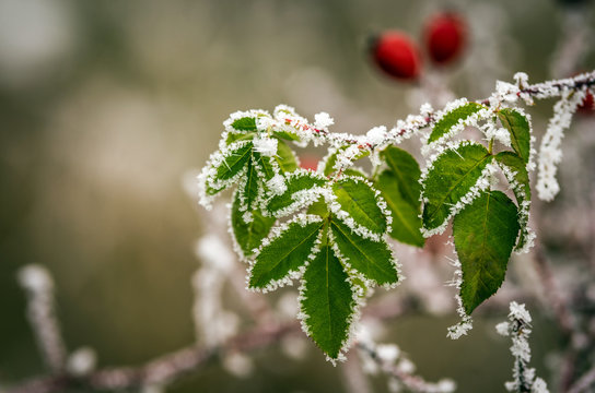 eglantine