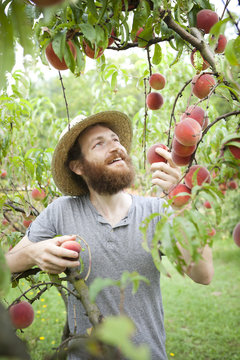 young bearded boy farmer who gathers peaches from tree