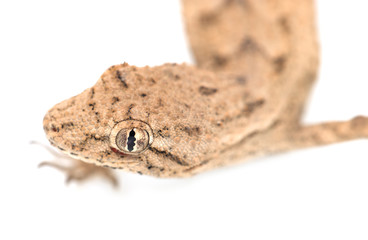lizard on a white background. macro