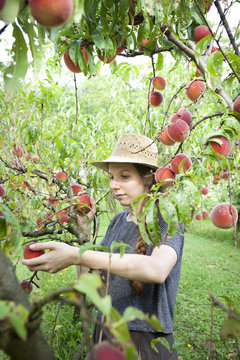 young farmer woman with plait and straw hat who gathers peaches