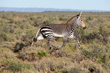 Mountain Zebra Running