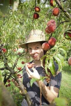 young farmer woman with plait and straw hat who gathers peaches
