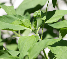 Jerusalem artichoke leaves in nature