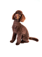 Miniature Poodle