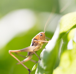 grasshopper in nature. macro