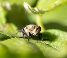 fly. macro