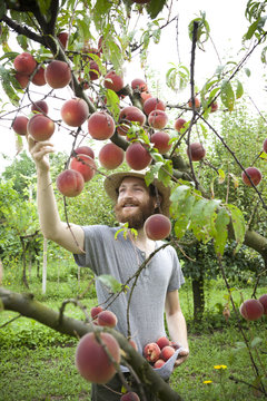 young boy farmer who gathers peaches from the tree