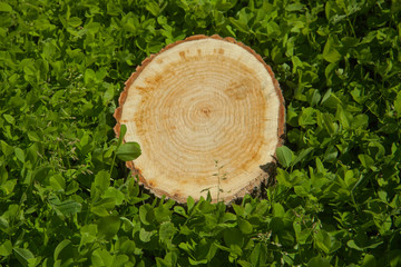 tree stump on the grass, top view