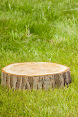 tree stump on the grass