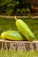 cucumbers on a tree stump