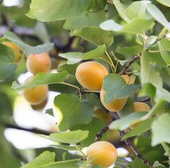 ripe apricots on a tree branch