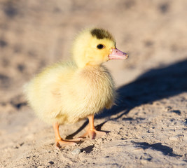little duckling in nature