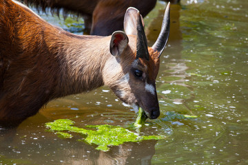 Antelope Sitatunga eats water algae in the small lake