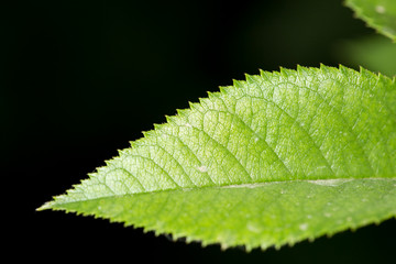 green leaves on a black background