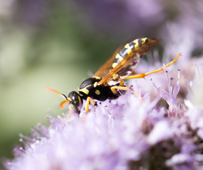 wasp on nature. macro