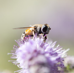 bee on nature. macro