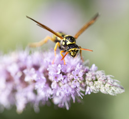 wasp on nature. macro