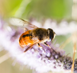 bee on nature. macro