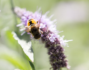 bee on nature. macro