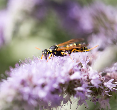 wasp on nature. macro