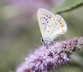 Fototapeta na wymiar beautiful butterfly in nature