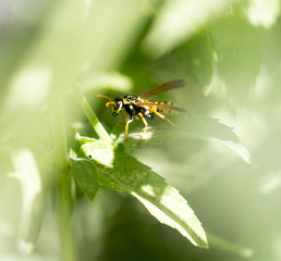 wasp on nature. macro