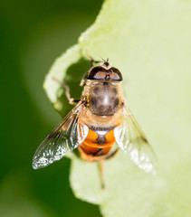 bee on nature. macro