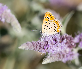 beautiful butterfly in nature