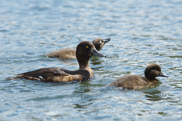Tufted Duck, Aythya fuligula