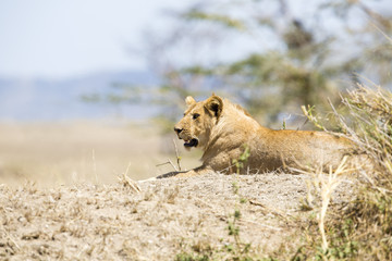 Obraz na płótnie Canvas African male lion in Serengeti