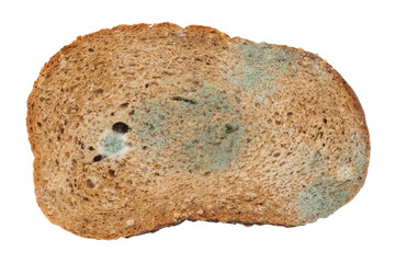 Moldy bread. Isolated on white background