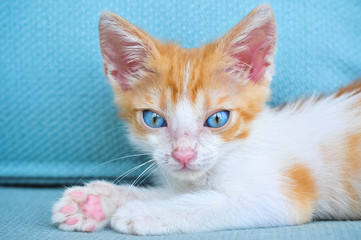 Fototapeta na wymiar Cute expressive orange kitten with blue eyes on sofa
