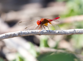 Red Dragonfly on nature. macro