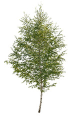 Fototapeta premium birch tree