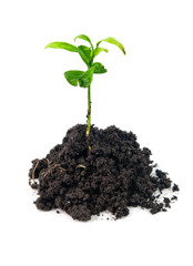plant in soil