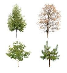 Obraz premium trees