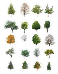 Obraz premium trees isolated