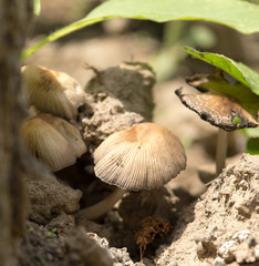 toadstool mushroom in nature