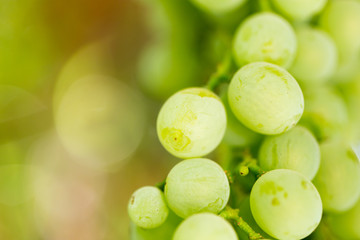 Grapes on the nature
