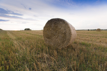 Sprasowana słoma © Piotr Szpakowski